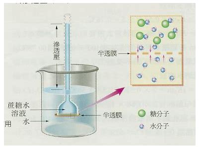 扩散作用|扩散和渗透的异同有哪些？